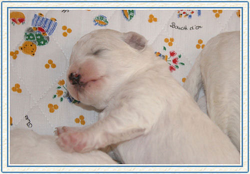 Un chiot bichon qui dort