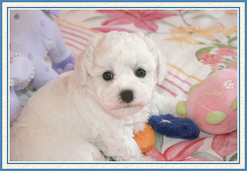 Un petit chiot blanc