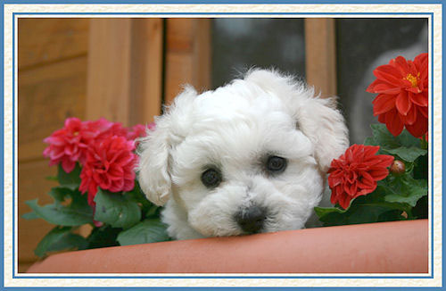 Chiot bichon dans une jardinière fleurie