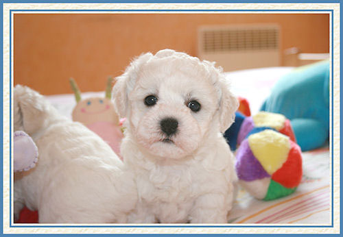 Le chiot et ses jouets