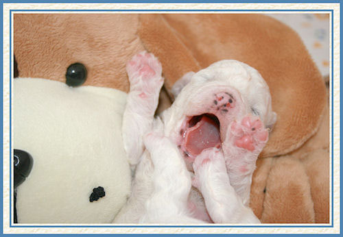 Un bébé qui baille