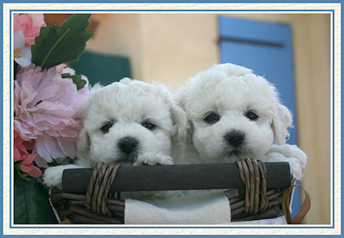 Deux chiots blancs dans une panière