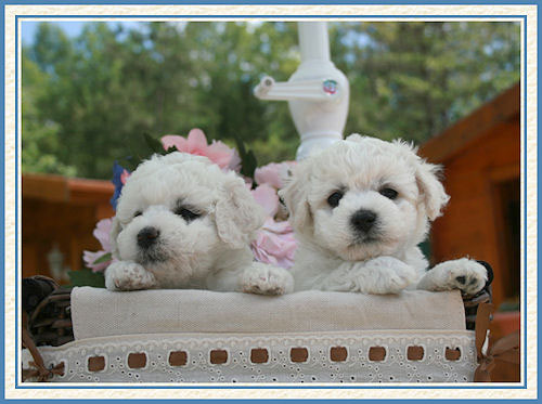 2 chiots bichons frisés