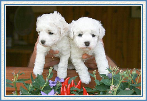 Deux chiots