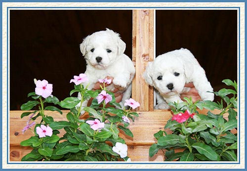 Deux chiots blancs