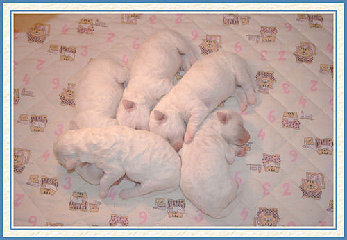 Des chiots qui dorment