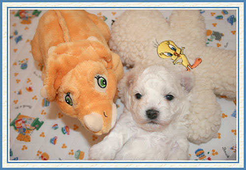 Chiot bichon frisé et son dinosaure orange
