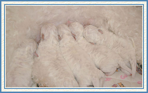 Des chiots qui tètent