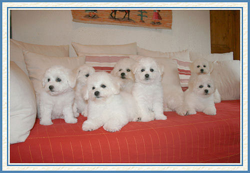 Des chiots bichons sur un canapé rouge