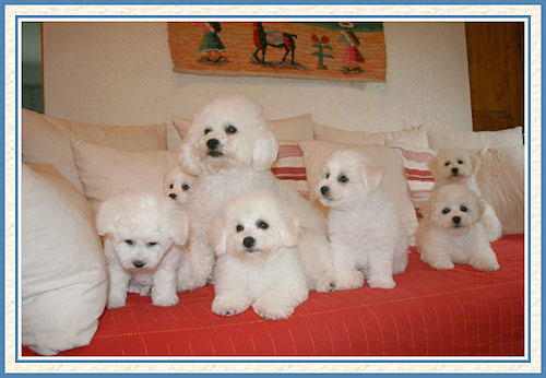Des chiots blancs sur un canapé rouge