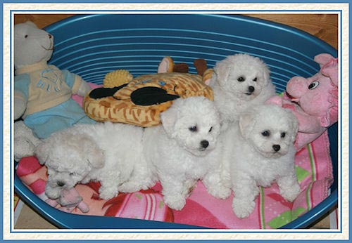 Des chiots dans une  panière bleue