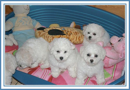 Des chiots et leurs jouets dans une panière