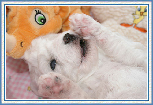 Un chiot allongé sur le dos