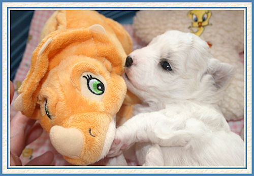 Un chiot bichon et dinosaure orange en peluche