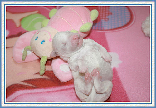 Un chiot à la naissance