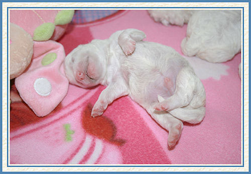 Un chiot qui vient de naître