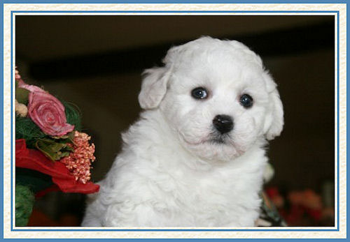 Portrait de chiot sur un fond noir