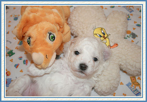 Un chiot et un dinosaure en peluche