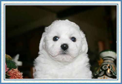 Un chiot blanc et un fond sombre