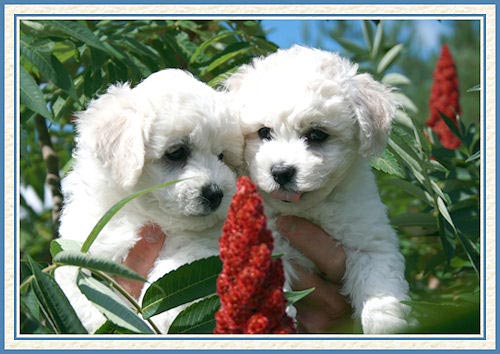 Deux chiots bichons frisés et fleurs de sumac
