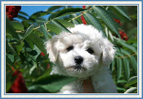 Chiot dans la végétation