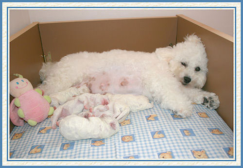 Des chiots bichons frisés et leur maman