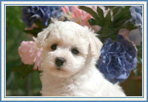 Portrait d'un chiot avec des fleurs
