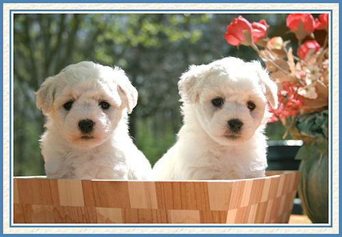 2 chiots blancs dans un plateau en bois