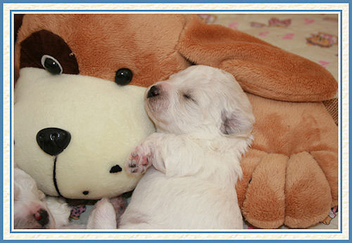 Un chiot bichon et un chien en peluche