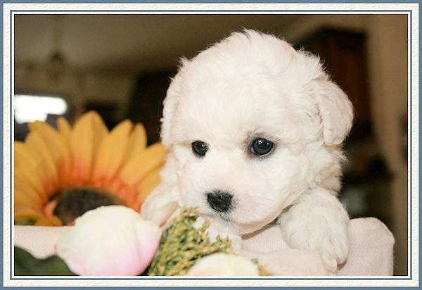 Un chiot blanc