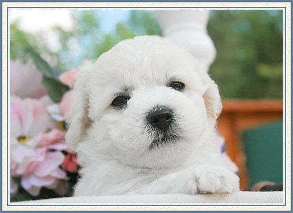Un chiot bichon qui écoute