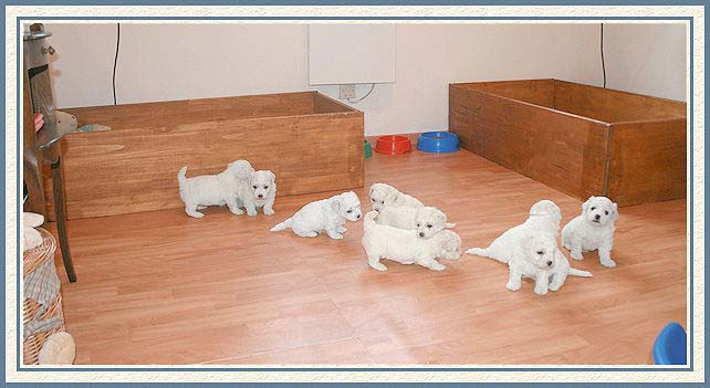Des chiots bichons frisés qui jouent