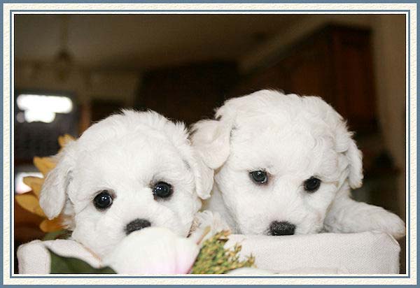 Chiots blancs dans un panier