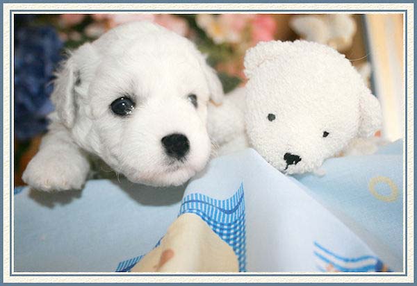 Un chiot et son jouet