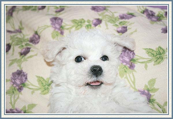 Un chiot bichon couché