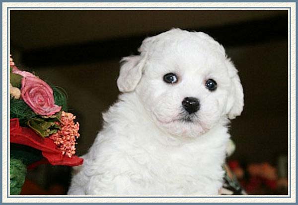 Un chiot bichon blanc