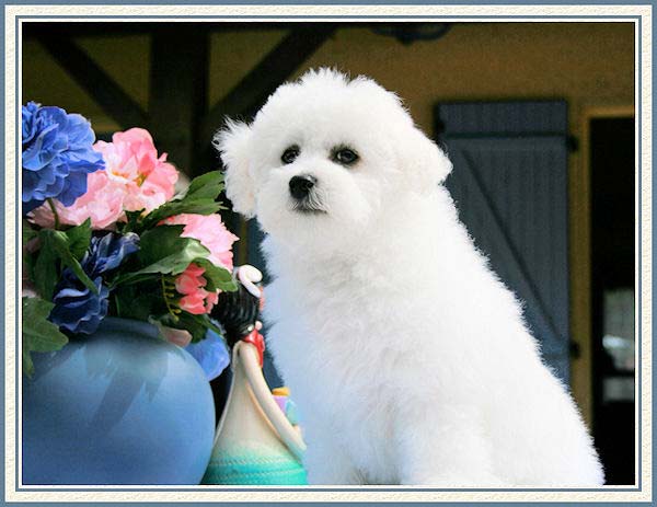 Un petit chien assis