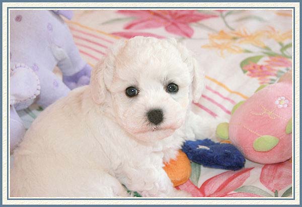 Un chiot blanc et ses jouets