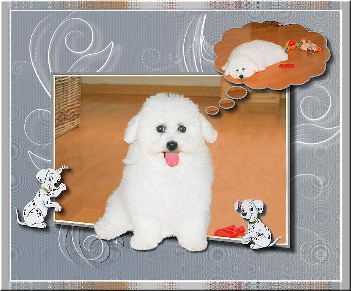 Un chiot bichon frisé