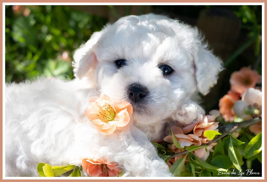 bichon frisé
