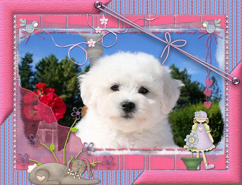 Chiot bichon frisé blanc