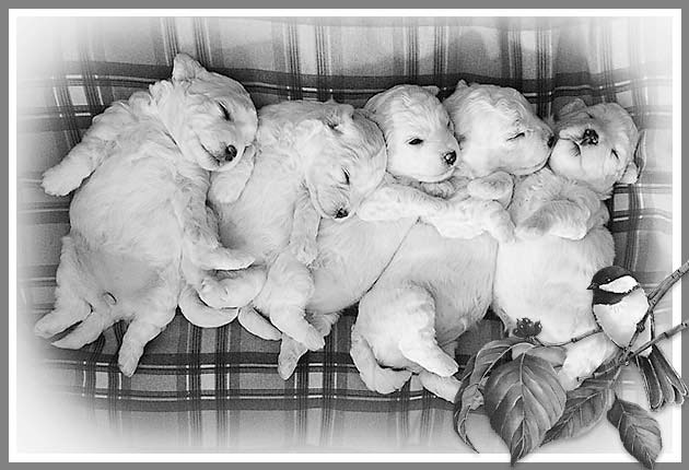 5 Chiots bichons frisés