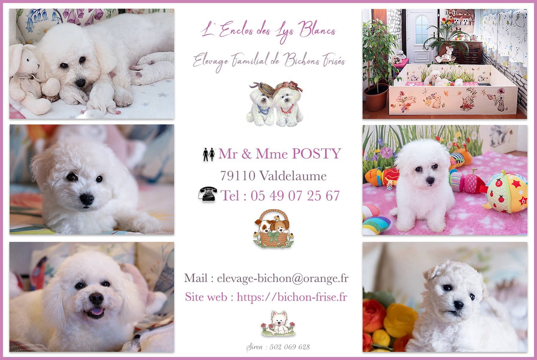 Fiche contact éleveur bichon
