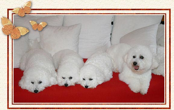 Des chiens blancs sur un canapé rouge