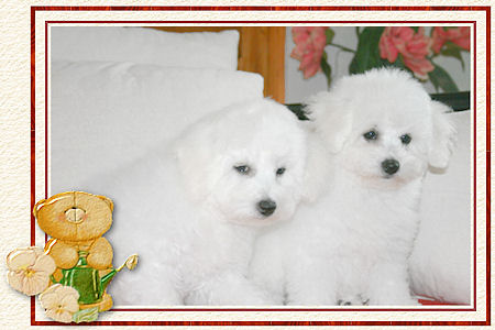 Des chiots bichons frisés
