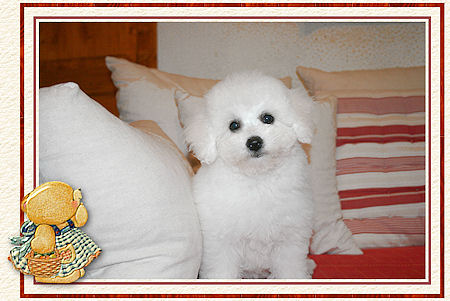 Un chiot bichon frisé
