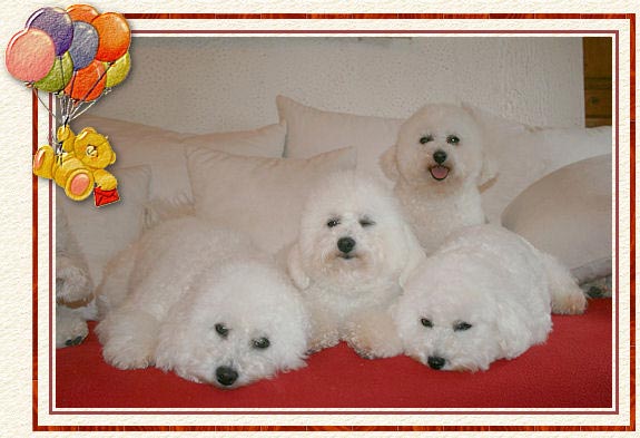 Des petits chiens blancs