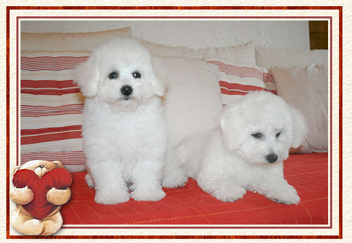 Deux chiots blancs