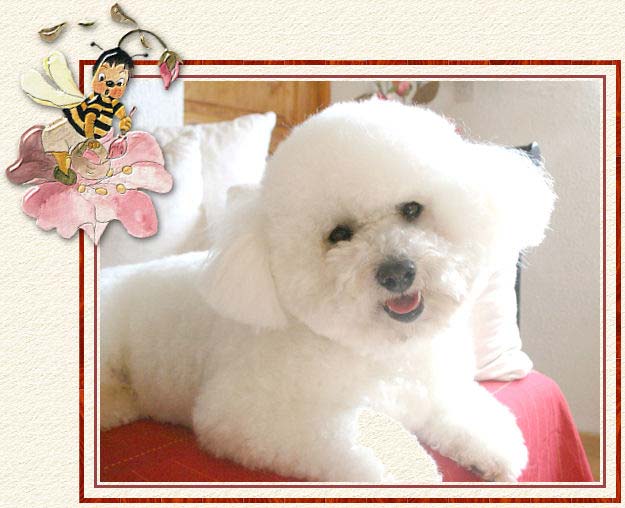 Un bichon à poil frisé