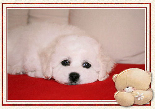Un chiot blanc sur un plaid rouge